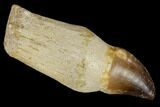 Fossil Rooted Mosasaur (Prognathodon) Tooth - Morocco #116879-1